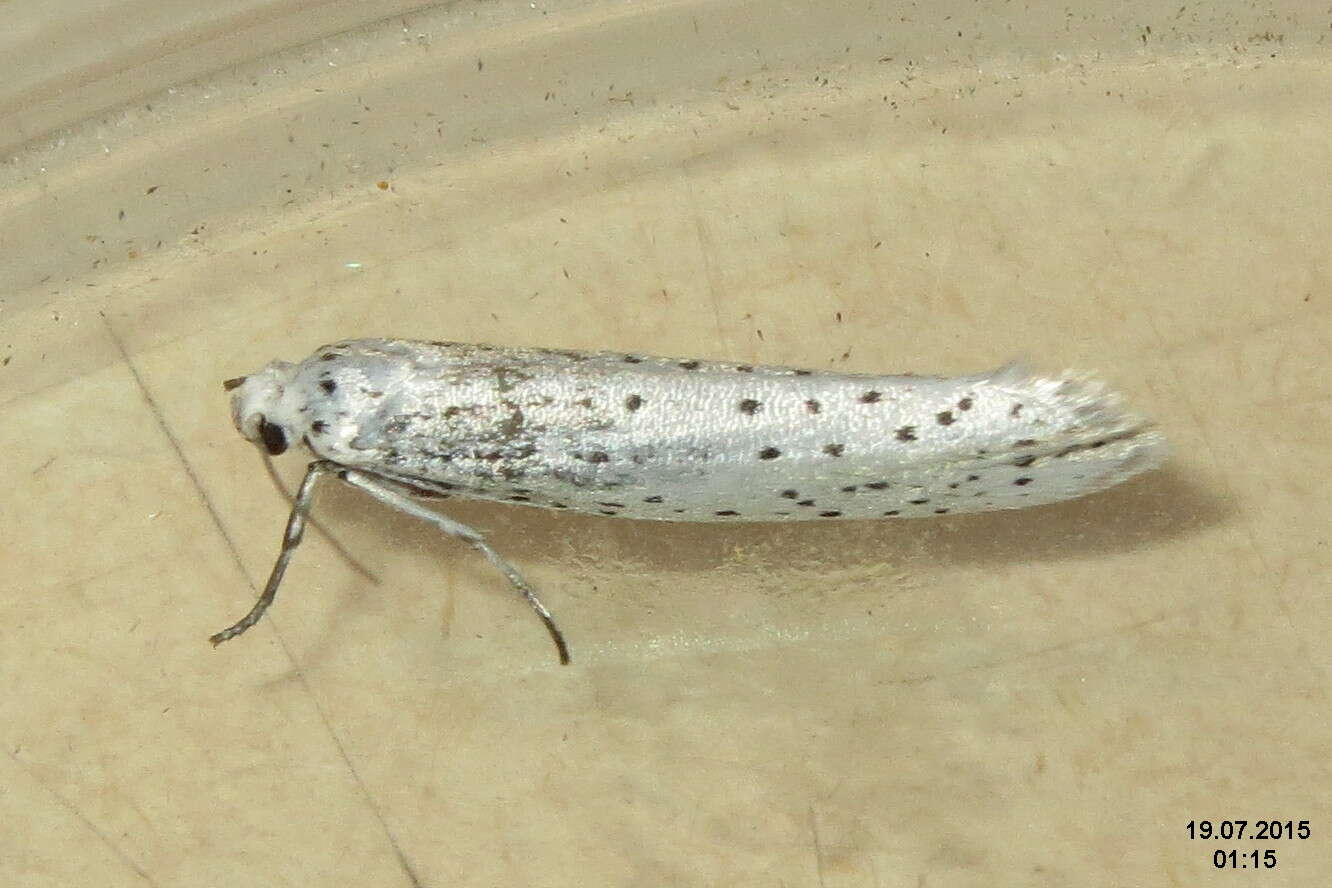 Imagem de Yponomeuta evonymella Linnaeus 1758