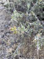 Image of Bailey's greasewood