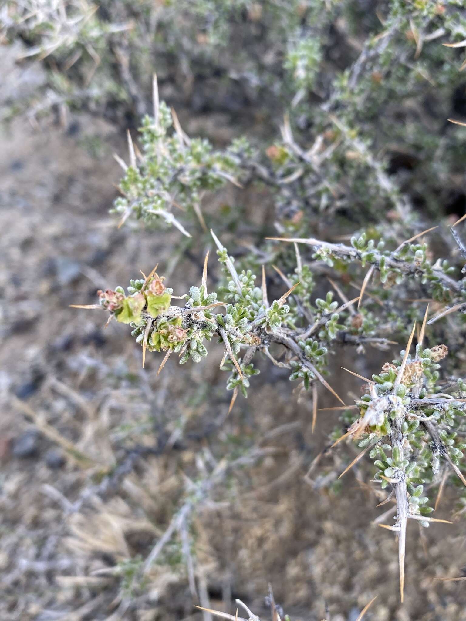 Image of Bailey's greasewood