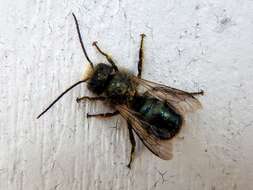 Image of <i>Osmia <i>lignaria</i></i> lignaria