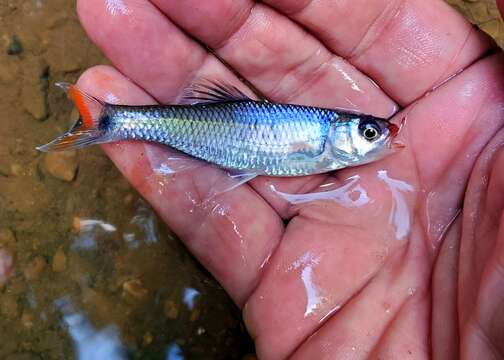 Image of Fieryblack shiner