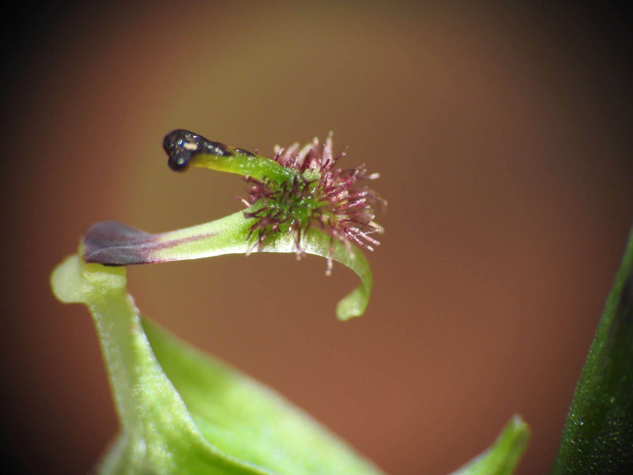 Plancia ëd Arthrochilus prolixus D. L. Jones