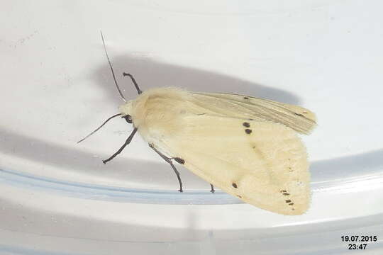 Image of Spilosoma lutea Hüfnagel 1766