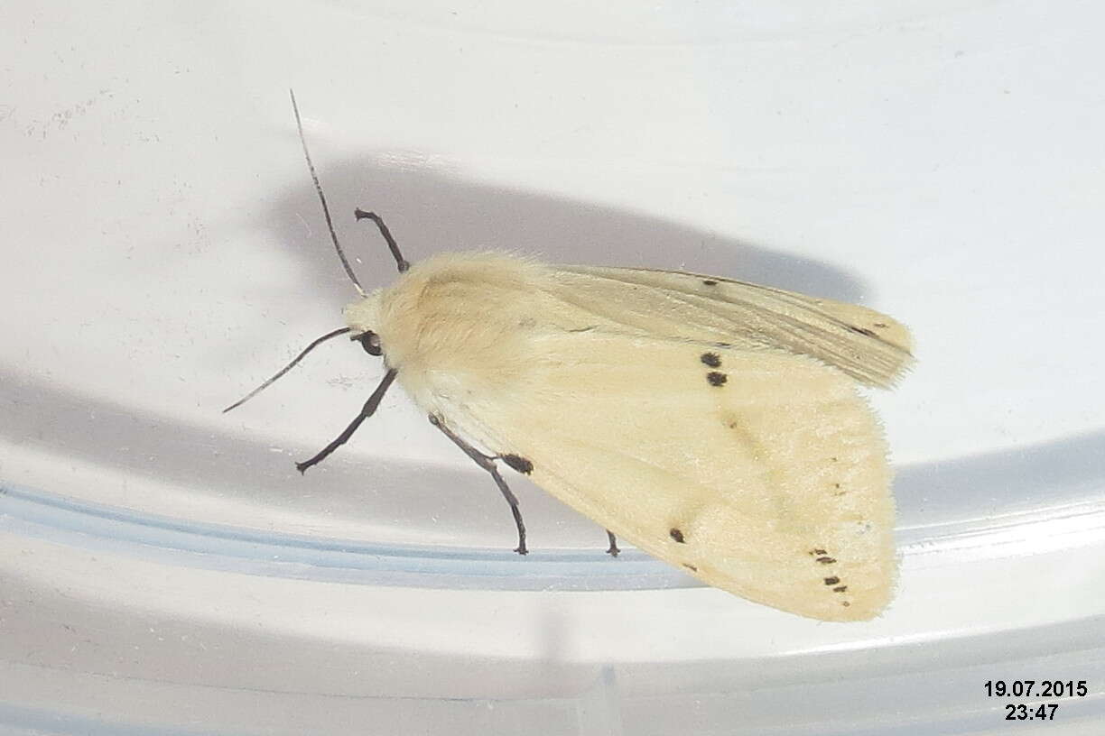 Spilosoma lutea Hüfnagel 1766 resmi