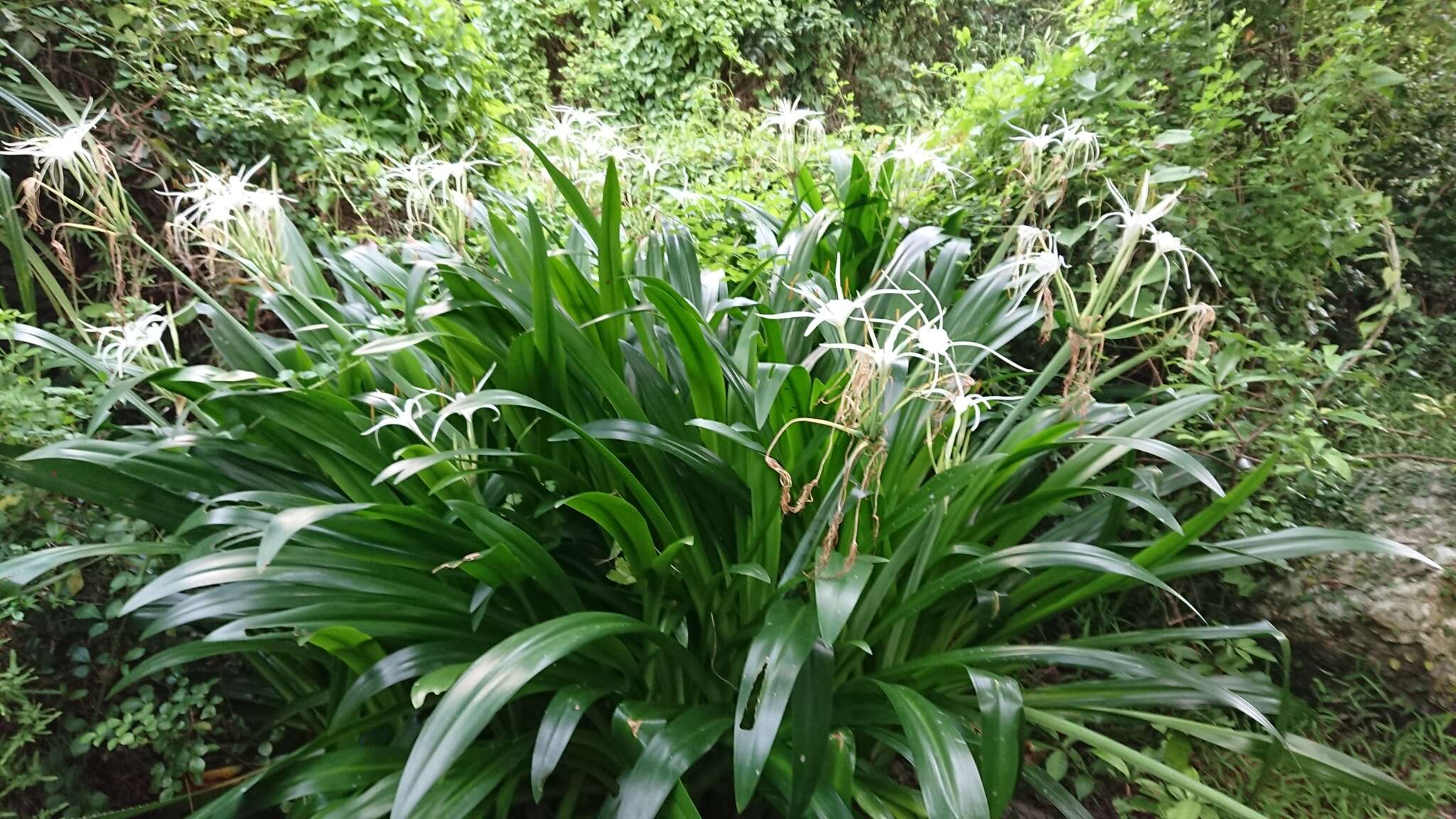 Image of beach spiderlily