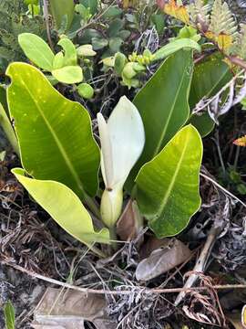 Image of Philodendron renauxii Reitz