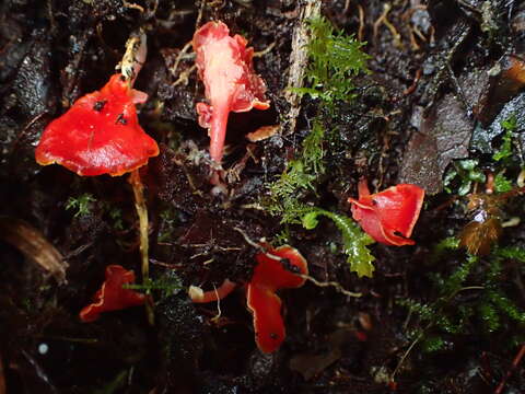 Image of Hygrocybe aphylla Læssøe & Boertm. 2008