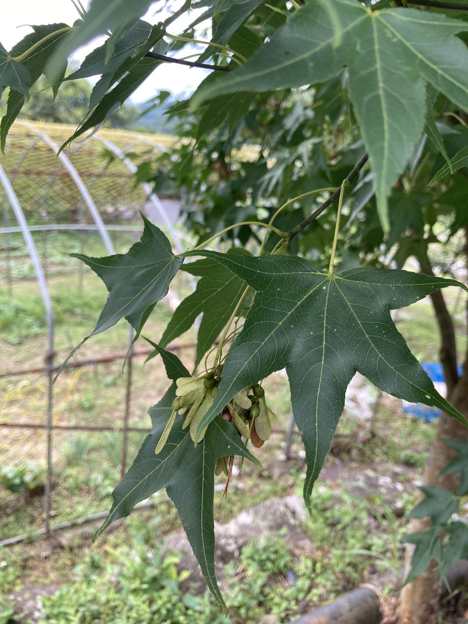 صورة Acer oliverianum subsp. formosanum (Koidz.) E. Murray