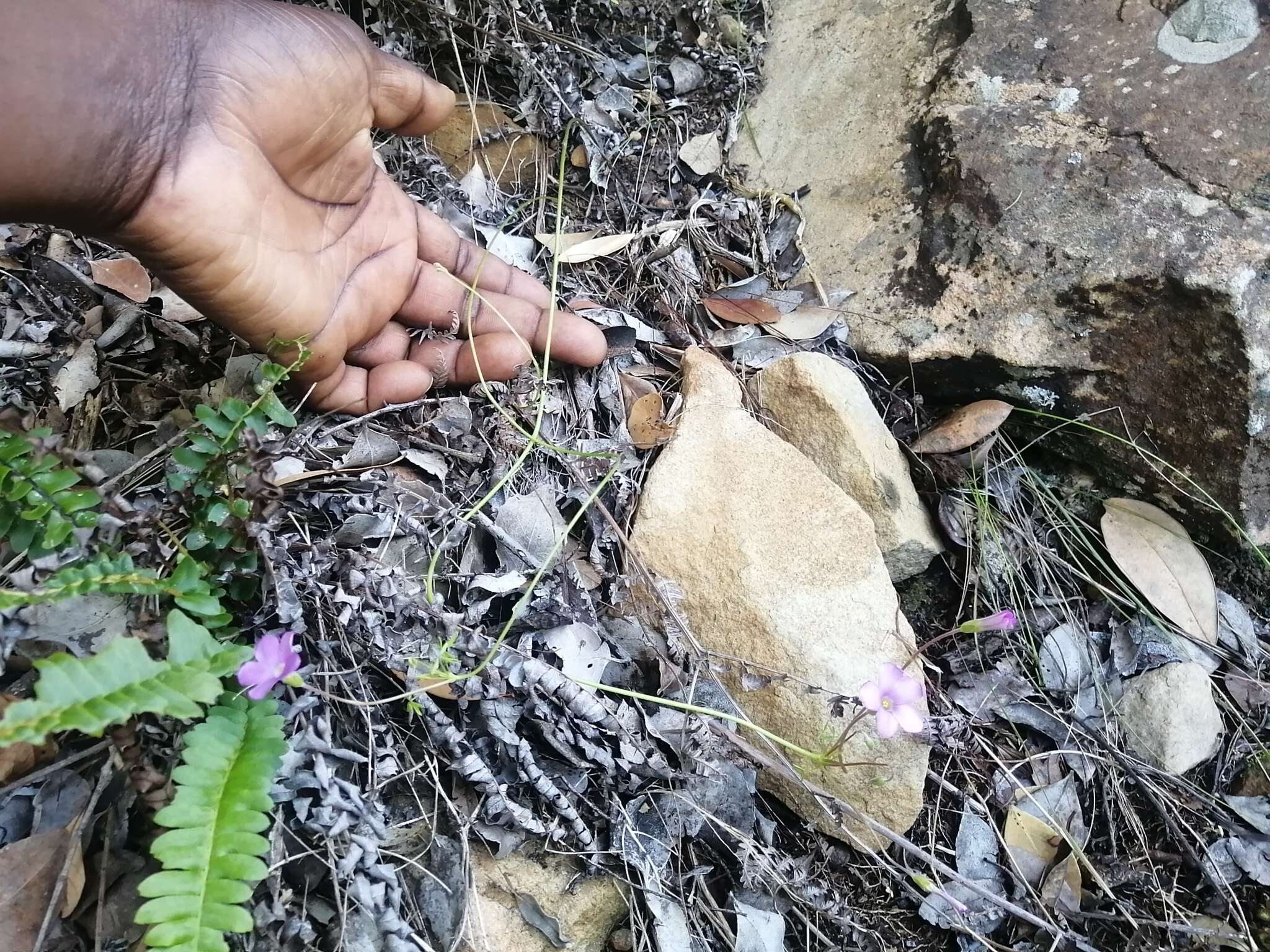 Image of Oxalis bifida Thunb.