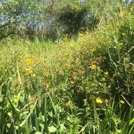 Image of Carolina Primrose-Willow