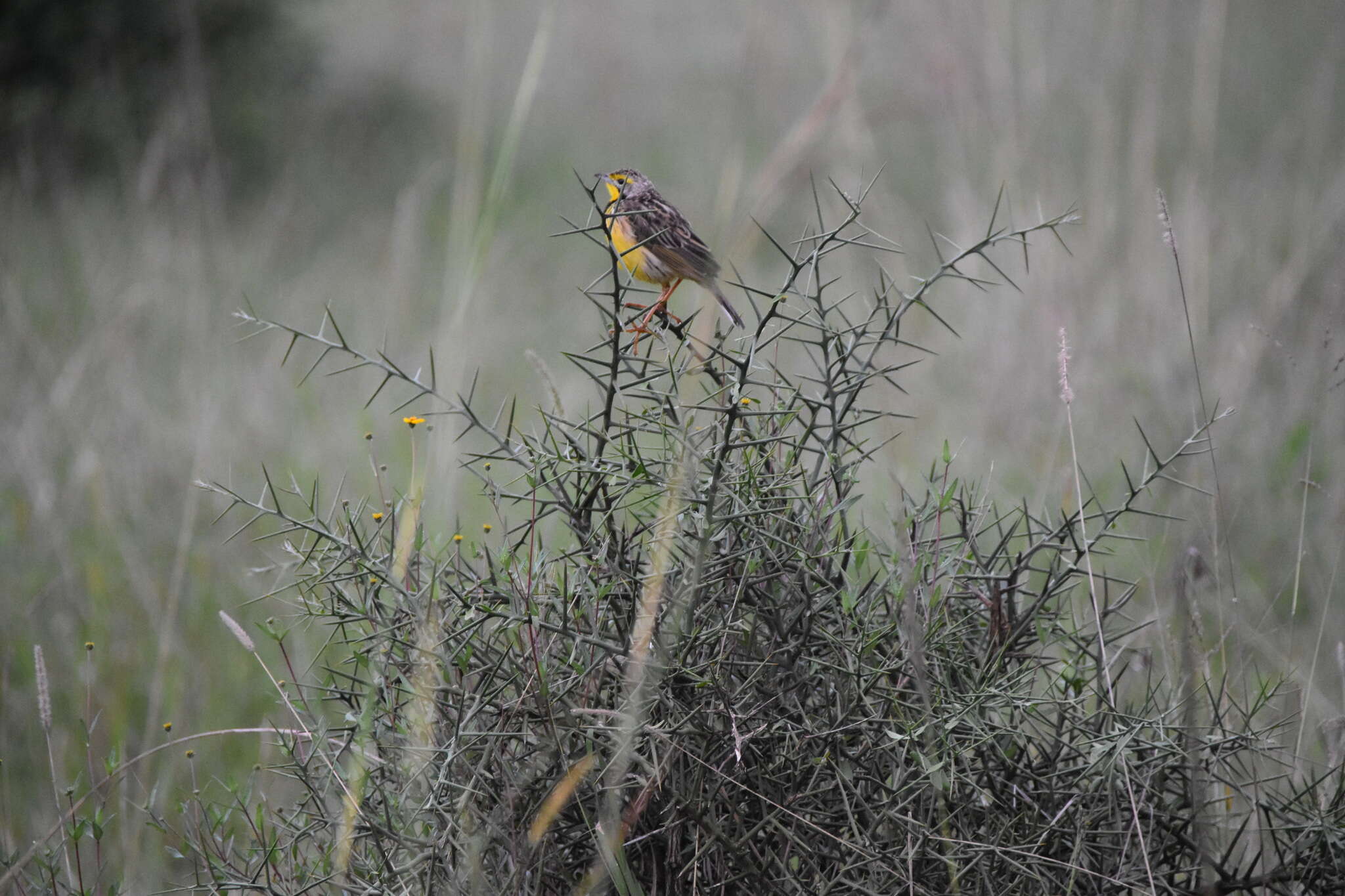 Image of Pangani Longclaw