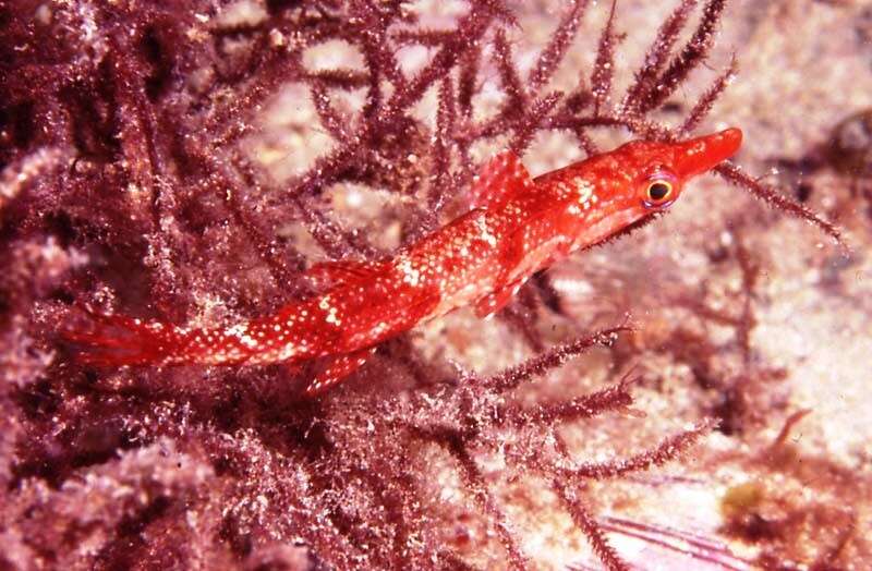 Image of Sharp-nose rockwhiting