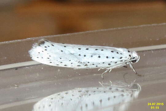 Image of Ermine moth