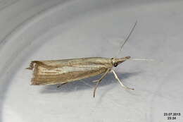 صورة Agriphila straminella