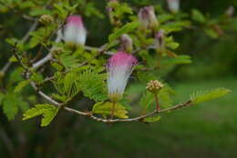 Plancia ëd Calliandra surinamensis Benth.