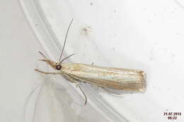 صورة Agriphila straminella