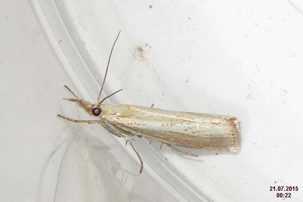 صورة Agriphila straminella