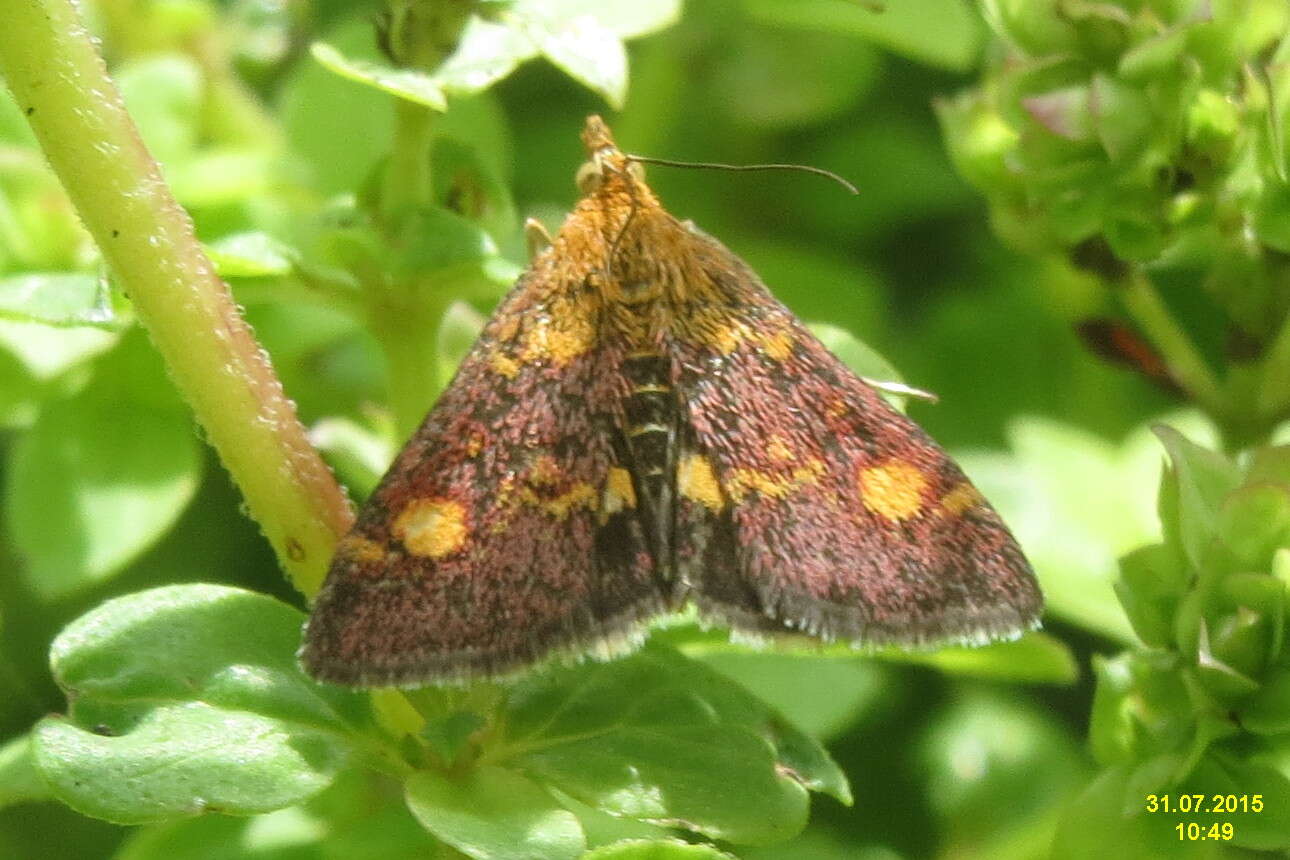 Image of Mint moth