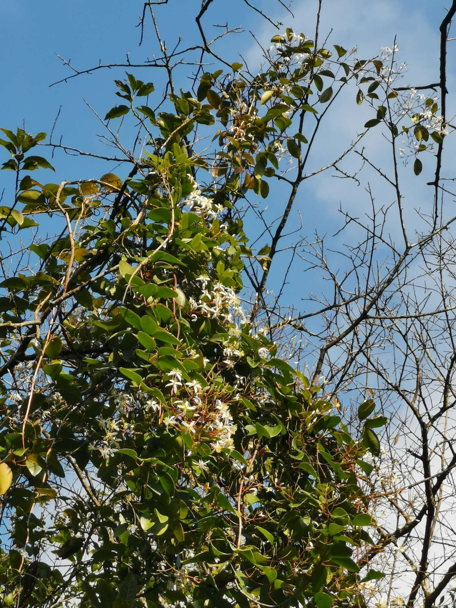 Image of Clematis crassifolia Benth.