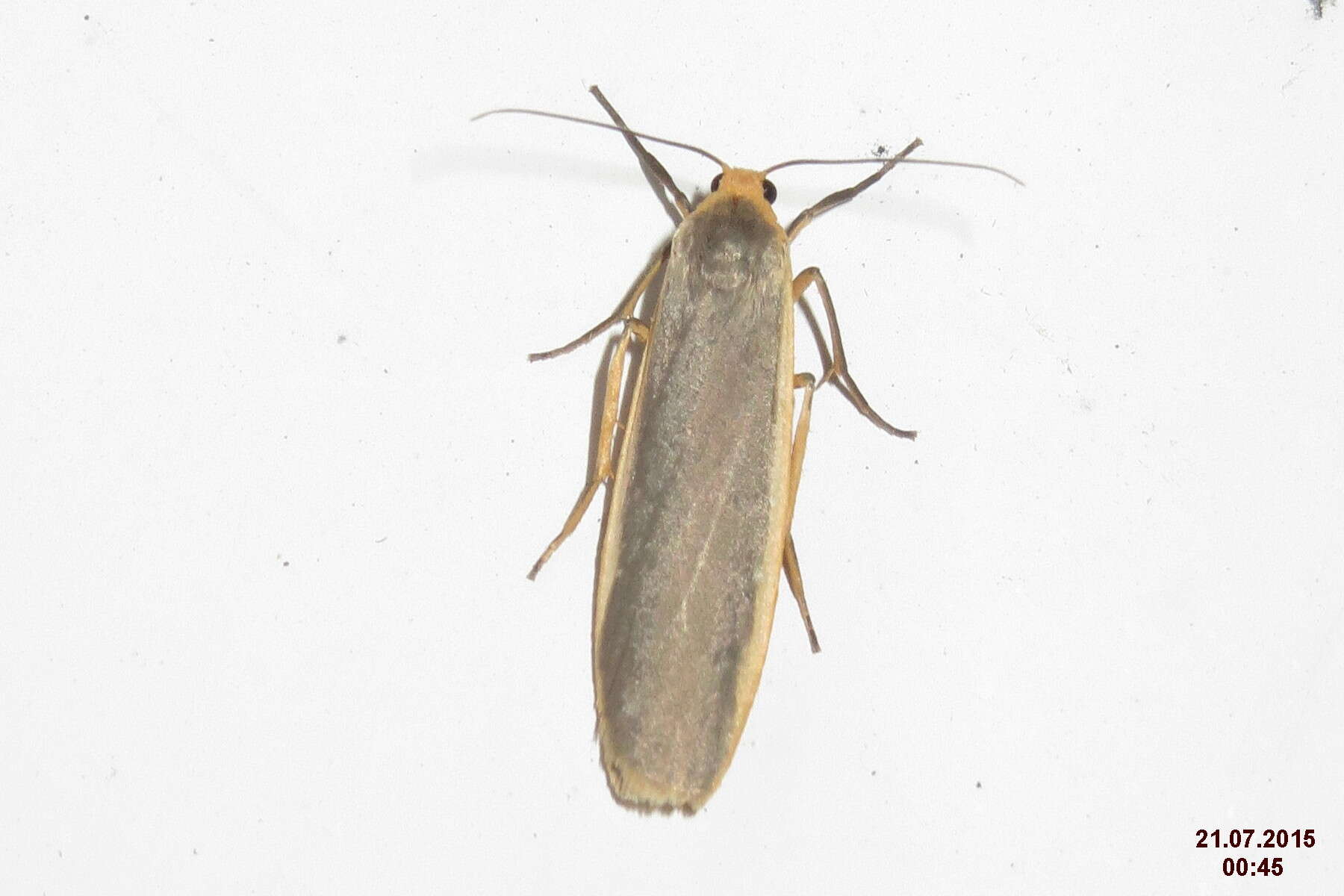 Image of common footman