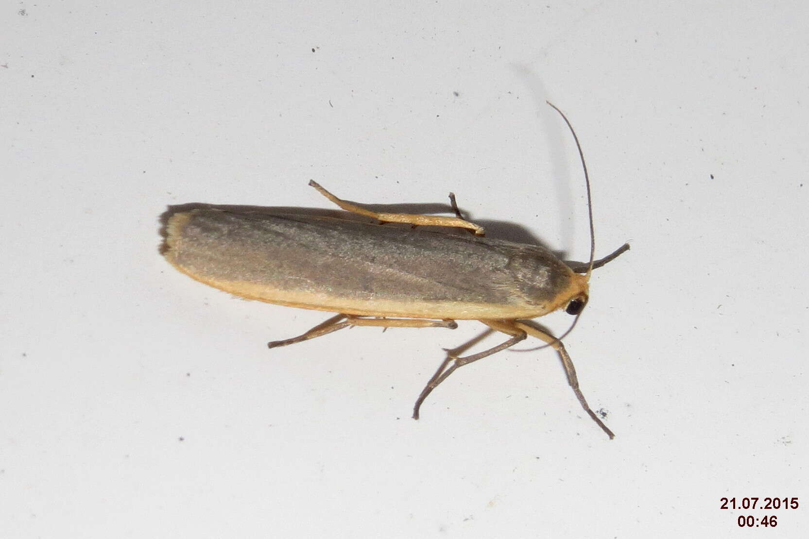 Image of common footman