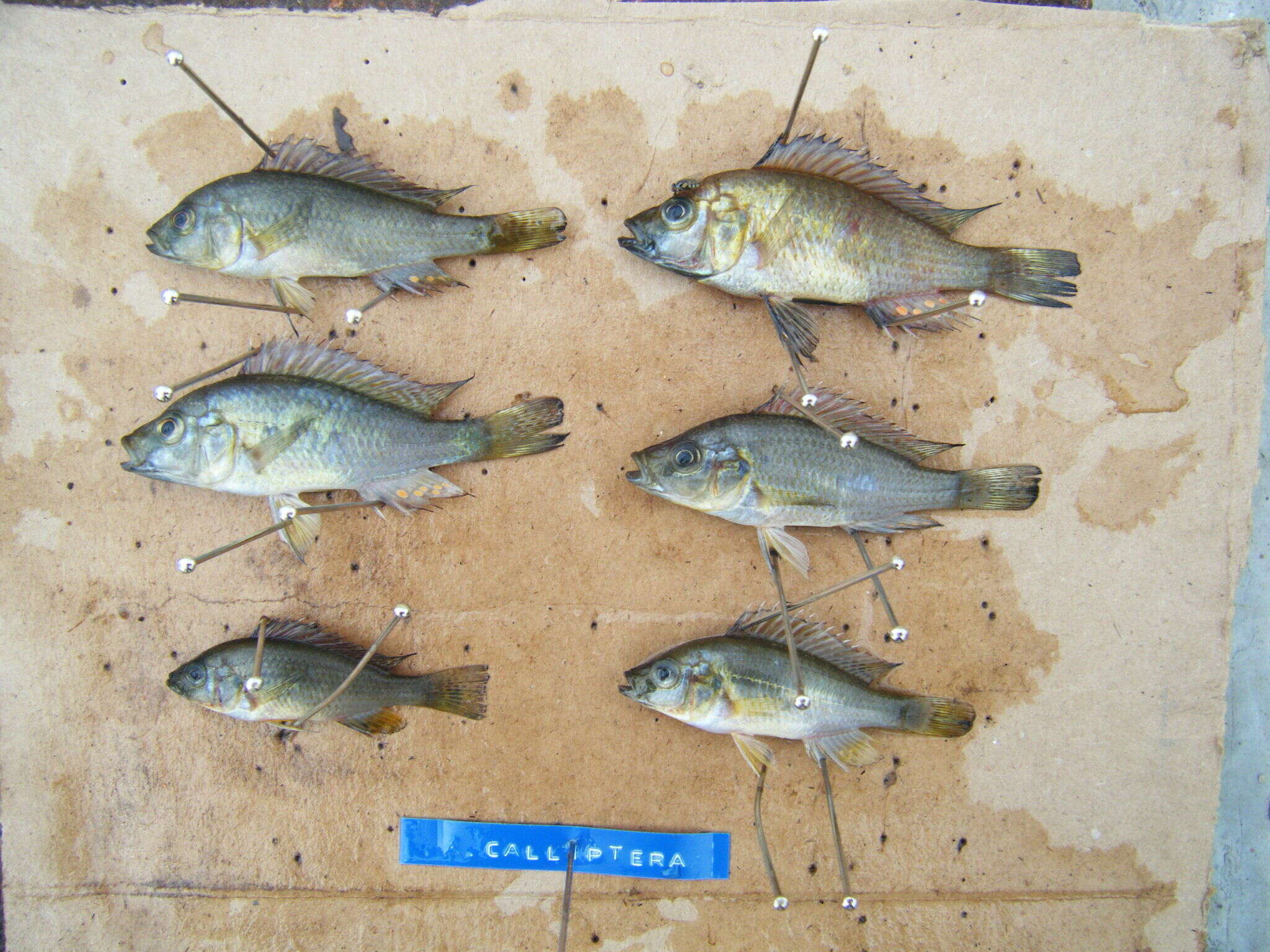 Image of Eastern River Bream