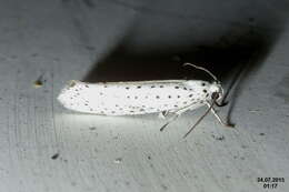 Image of Ermine moth