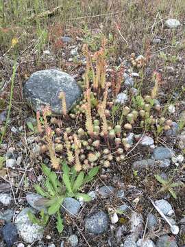 Слика од Petrosedum forsterianum (Sm.) V. Grulich