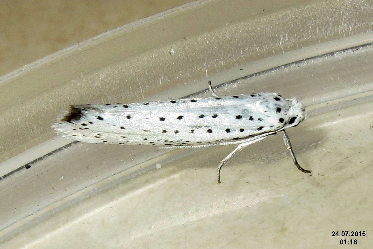 Image of Ermine moth