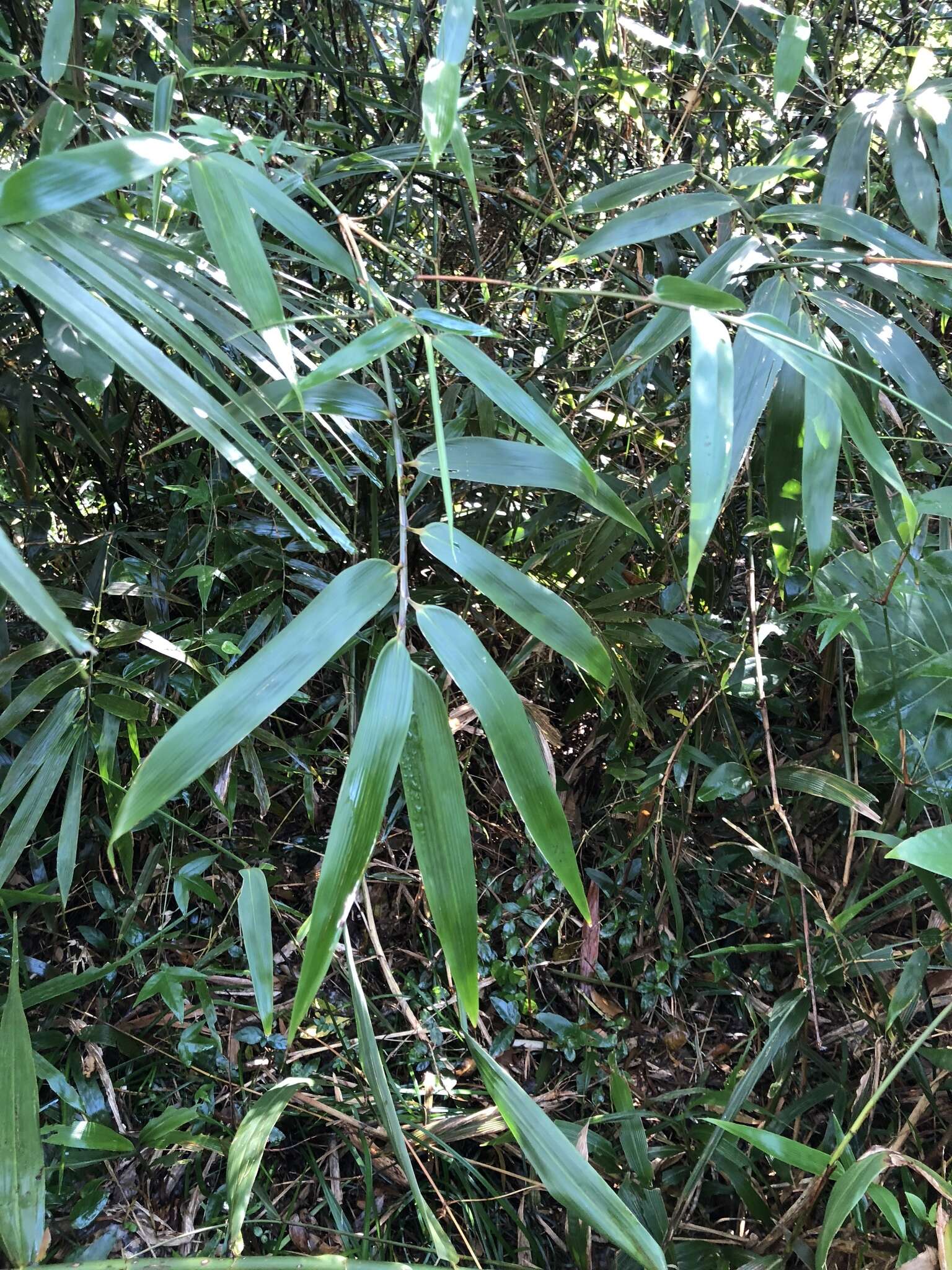 Слика од Schizostachyum diffusum (Blanco) Merr.