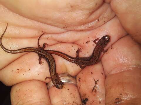 Image of Seepage Salamander