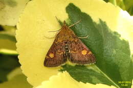 Image of Mint moth