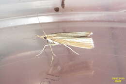 صورة Agriphila straminella