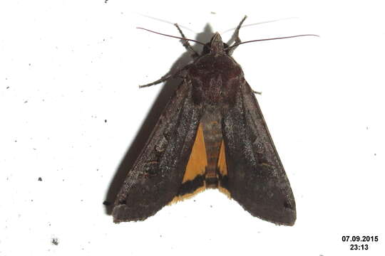 Image of Large Yellow Underwing