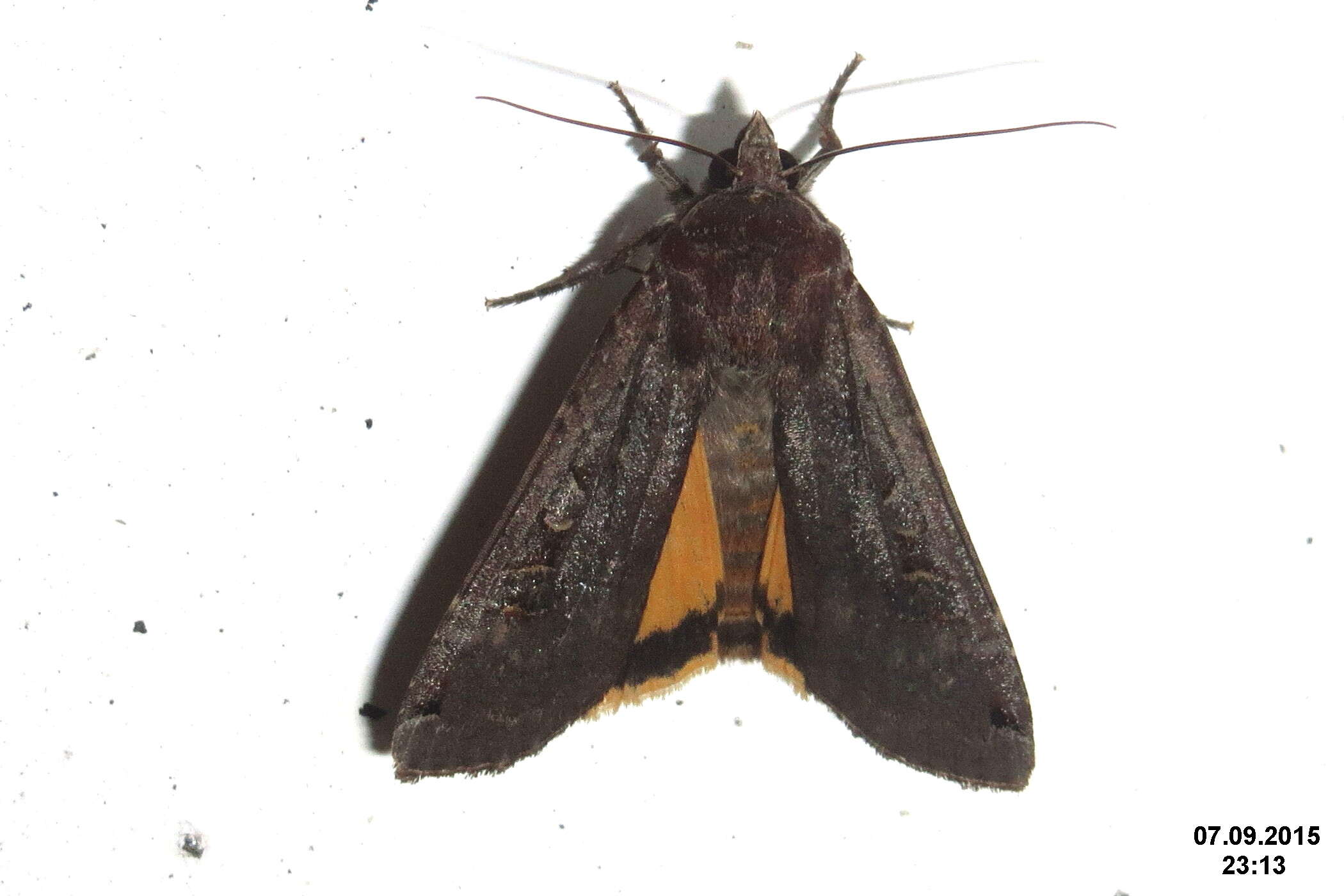 Image of Large Yellow Underwing