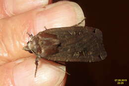 Image of Large Yellow Underwing