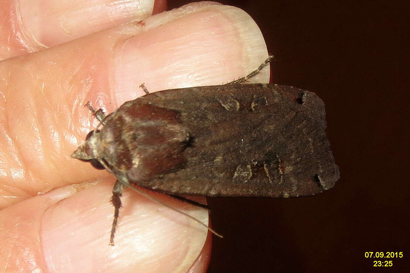 Image of Large Yellow Underwing