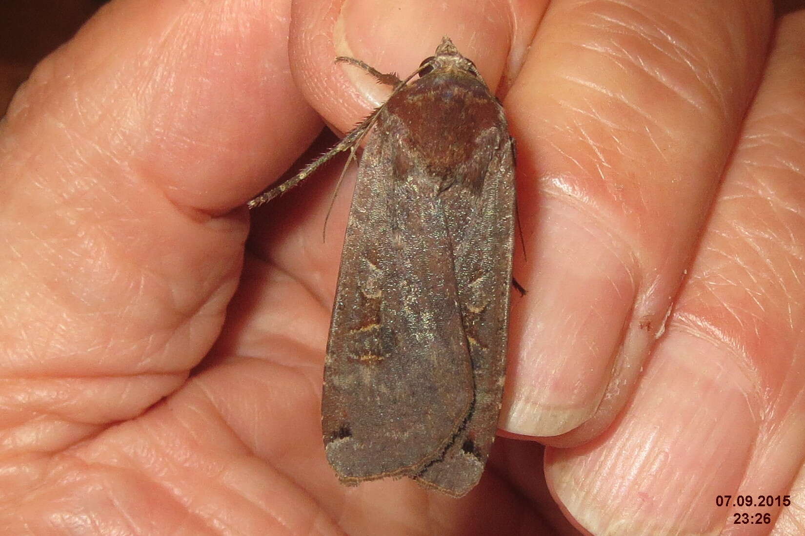 Image of Large Yellow Underwing