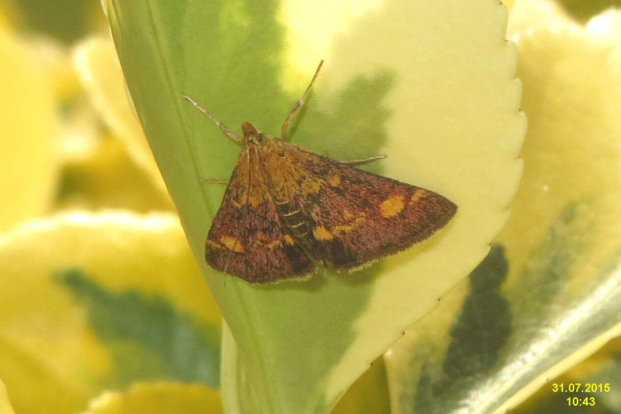 Image of Mint moth