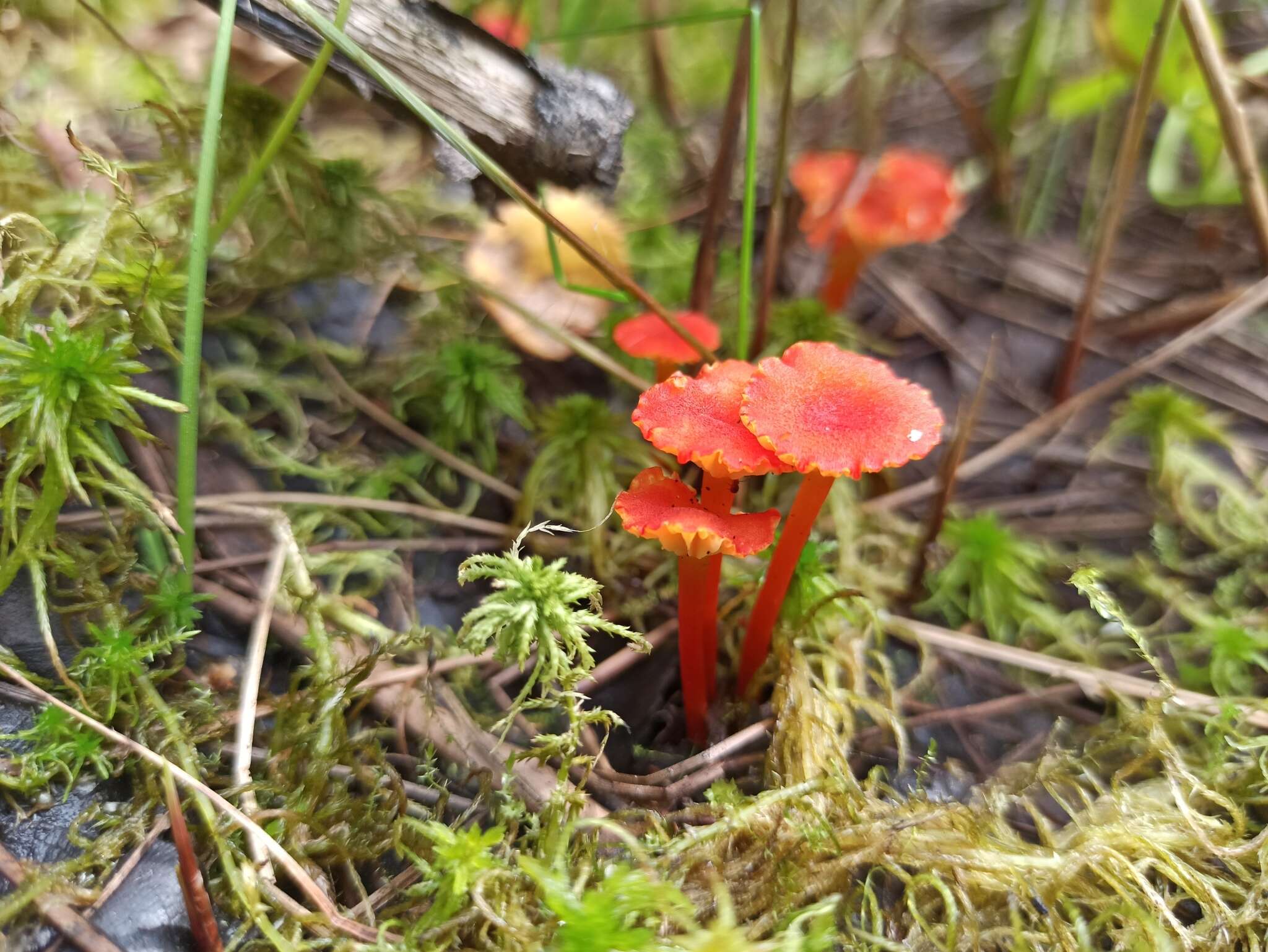 Слика од Hygrocybe coccineocrenata (P. D. Orton) M. M. Moser 1967