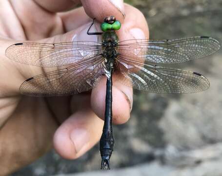 Image of Downy Emerald