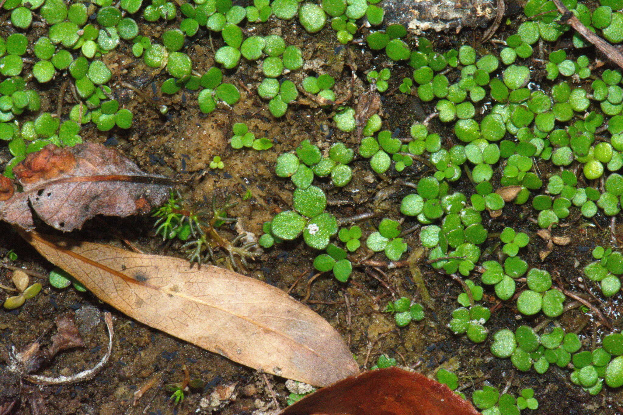 Image of Hydrocotyle tripartita var. hydrophila (Petrie) Cheesem.