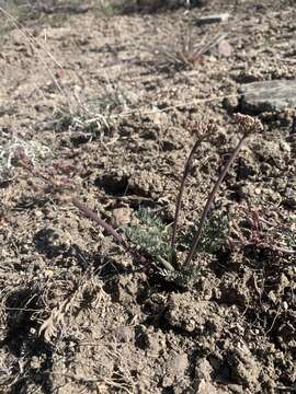 Image of Parish's biscuitroot