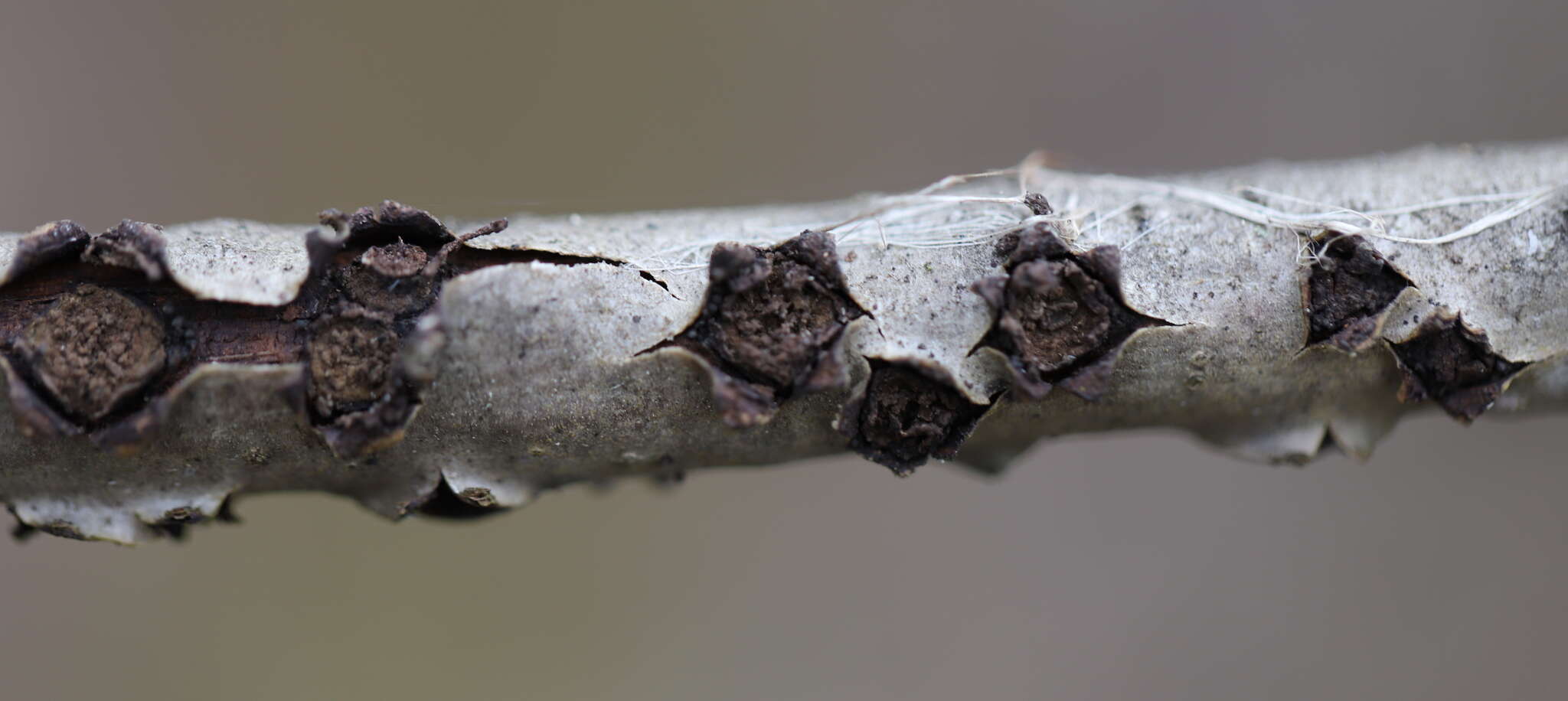 Image of Biscogniauxia marginata (Fr.) Pouzar 1979