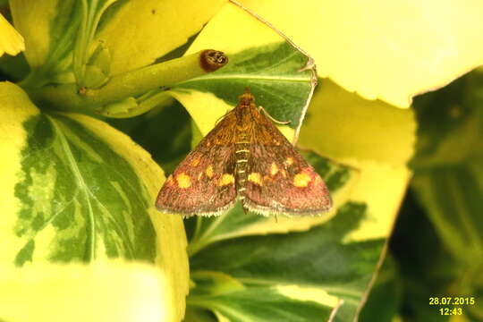 Image of Mint moth