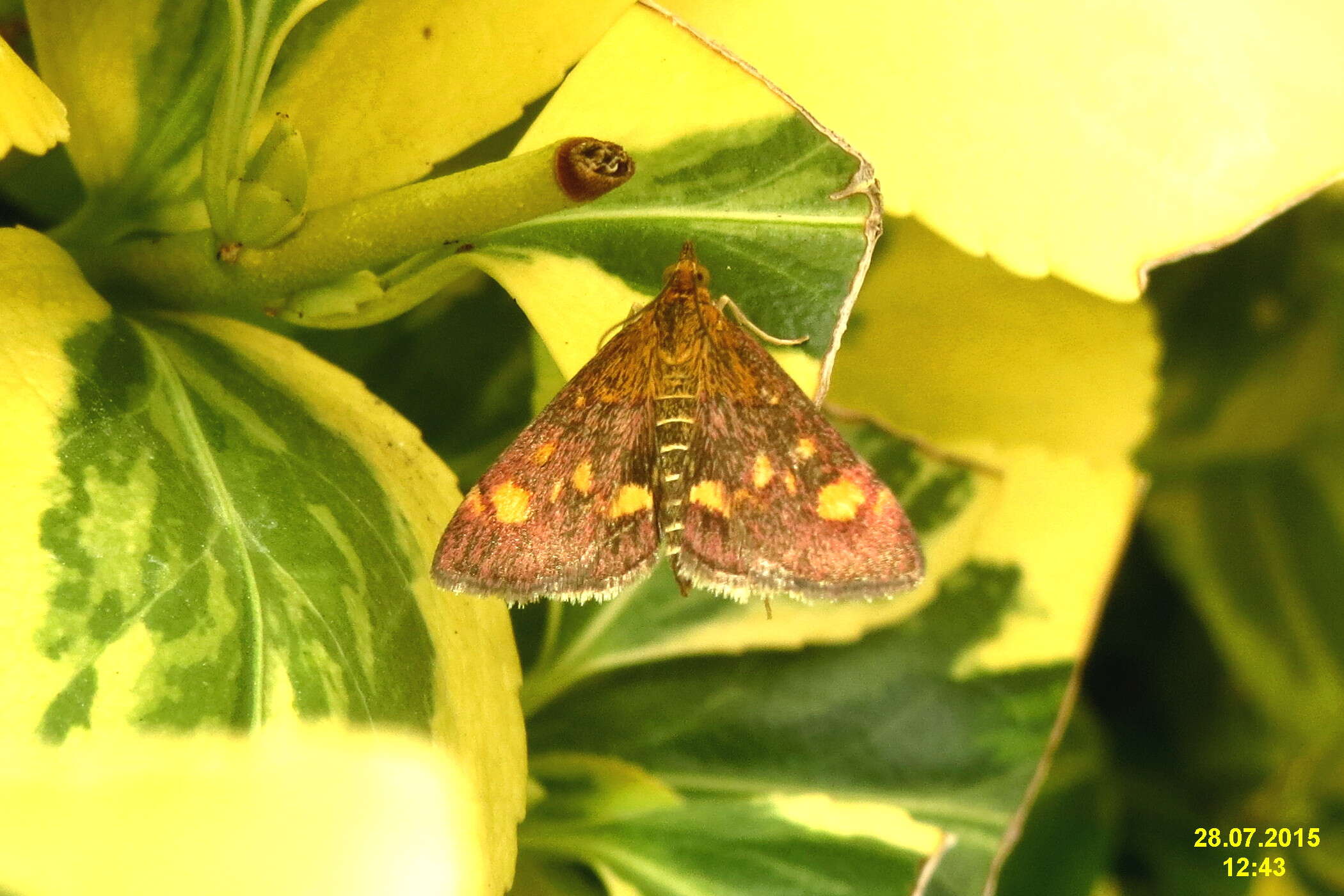 Image of Mint moth