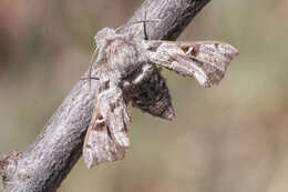 صورة Sphingonaepiopsis gorgoniades (Hübner (1819))