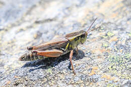 Слика од Melanoplus borealis (Fieber 1853)