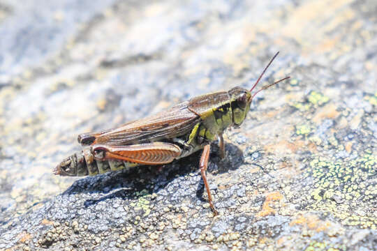 Image of Northern grasshopper