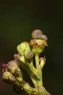 Image of Figwort weevil